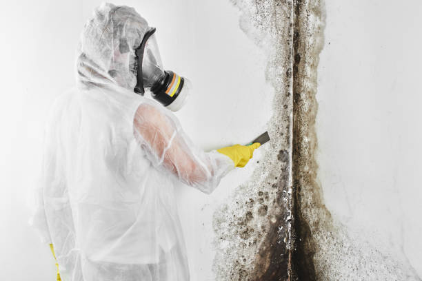 Best Industrial Mold Remediation in Box Elder, SD