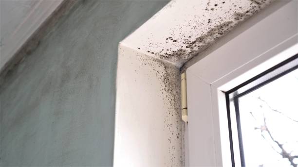 Best Basement Mold Remediation in Box Elder, SD