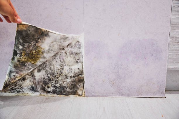 Best Commercial Mold Remediation in Box Elder, SD